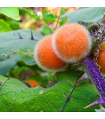 Chlupatý pomeranč - Solanum quitoense - semena pomeranče - 5 ks